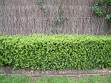 Buxus Hedge
